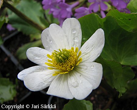 Caltha palustris var. alba, valkorentukka